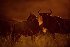 Brindled: Wildebeest