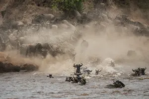 Brindled: Wildebeest