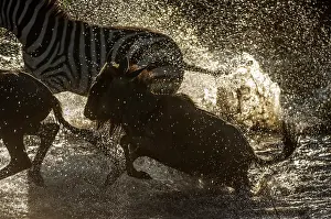Brindled: Wildebeest