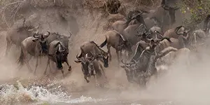 Brindled: Wildebeest