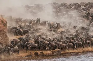 Brindled: Wildebeest