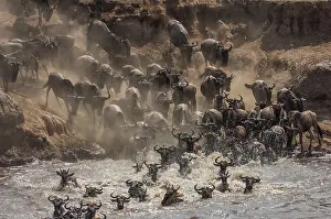 Brindled: Wildebeest
