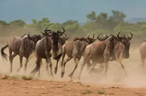 Panic: Wildebeest