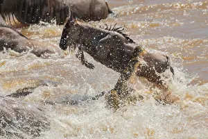 Brindled: Wildebeest