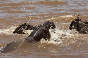Brindled: Wildebeest