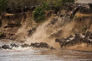 Brindled: Wildebeest