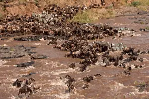 Brindled: Wildebeest