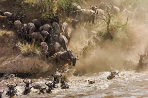 Brindled: Wildebeest