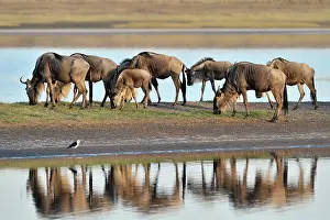 Escape: Wildebeest