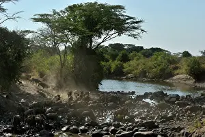 Escape: Wildebeest
