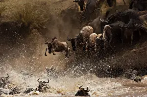Antilopinae: Wildebeest