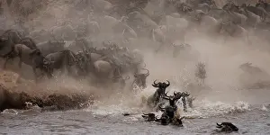 Antilopinae: Wildebeest