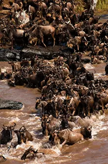 Ungulata: Wildebeest