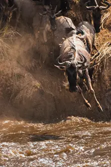 Brindled: Wildebeest