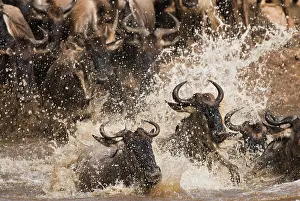 Brindled: Wildebeest