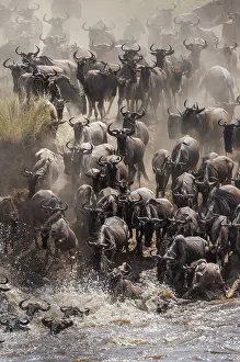 Brindled: Wildebeest