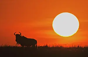 Silhouettes: Wildebeest