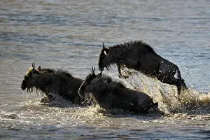 Escape: Wildebeest