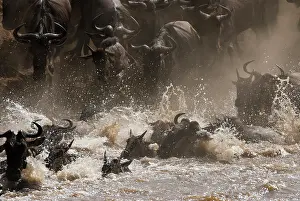 Antilopinae: Wildebeest