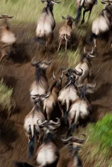 Shutter: Wildebeest