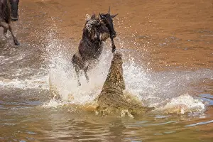 Nile: Wildebeest