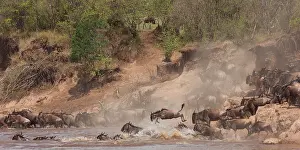 Brindled: Wildebeest