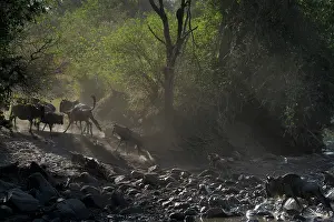 Taurinus: Wildebeest