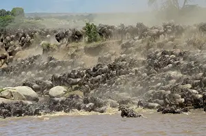 Migrating: Wildebeest