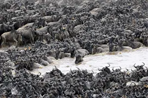 Migrating: Wildebeest