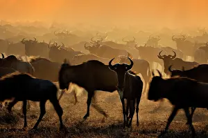 Migrating: Wildebeest
