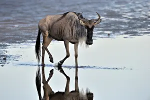 Taurinus: Wildebeest