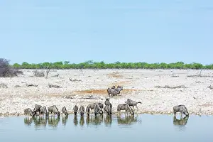 Antelopes: Wildebeest