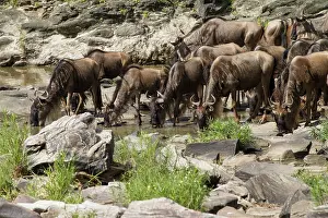 Taurinus: Wildebeest