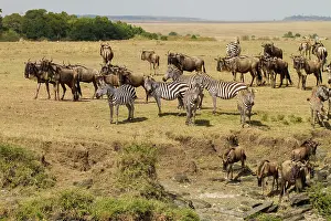 Taurinus: Wildebeest