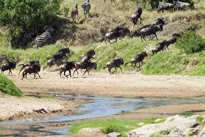 Taurinus: Wildebeest