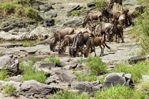 Taurinus: Wildebeest