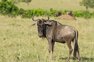 Taurinus: Wildebeest