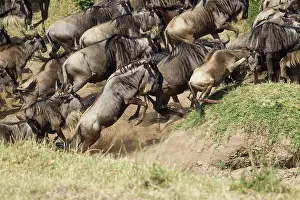 Taurinus: Wildebeest