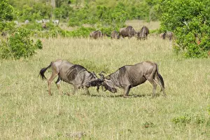 Combat: Wildebeest
