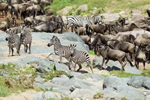 Stripes: Wildebeest