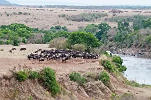 Prior: Wildebeest - amassing at river prior to crossing