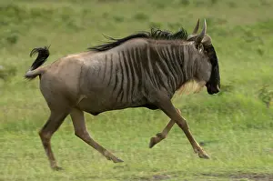 Amboseli: Wildebeest at Amboseli National Park, Kenya