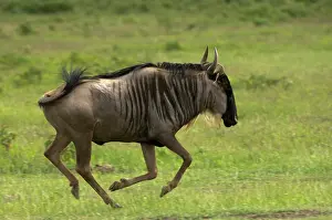 Amboseli: Wildebeest at Amboseli National Park, Kenya