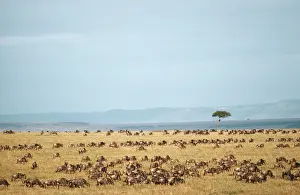 Albojubatu: Wildebeest - during their annual migration