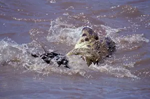 Attacked: Wildebeest - being attacked by Nile crocodile in