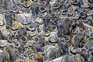 Taurinus: Wildebeest, blue wildebeest (Connochaetes taurinus)