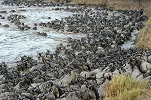 Taurinus: Wildebeest, blue wildebeest (Connochaetes taurinus)