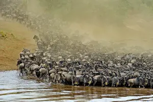 Taurinus: Wildebeest, blue wildebeest (Connochaetes taurinus)