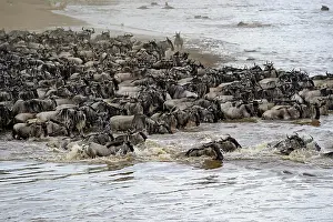 Taurinus: Wildebeest, blue wildebeest (Connochaetes taurinus)