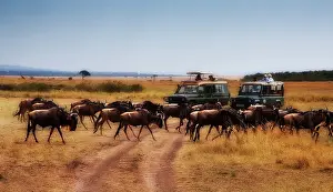 Restuccia: Wildebeest (Connichaete Taurinus) as seen